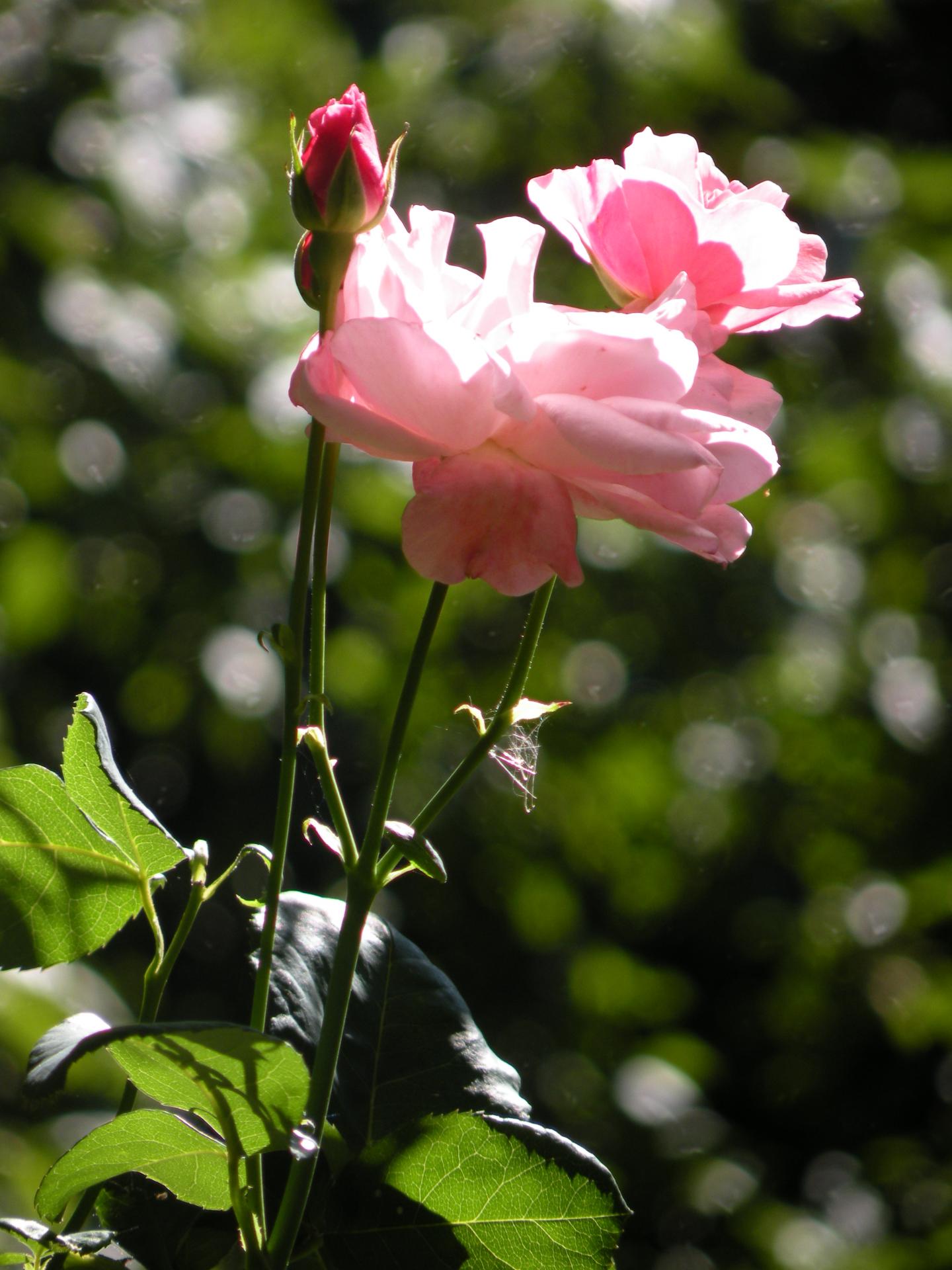Rose Maria
